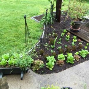 My 2016 Midwest Edible-Garden Plan Image